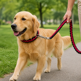 Golden retriever walking with red and black braided collar and leash