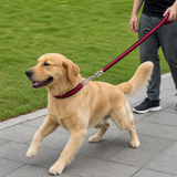 Golden retriever training with braided leash and half-check collar