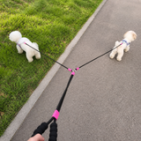 Two dogs exploring different directions with separated leash branches