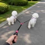 One person walking two small dogs with a dual dog leash