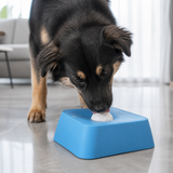 Dog licking a frozen treat from the blue enrichment toy indoors