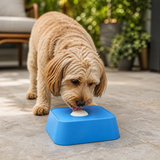 Dog enjoying a frozen treat toy on a shaded summer patio