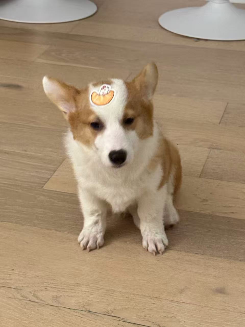 Pawket's corgi sitting on a wooden floor