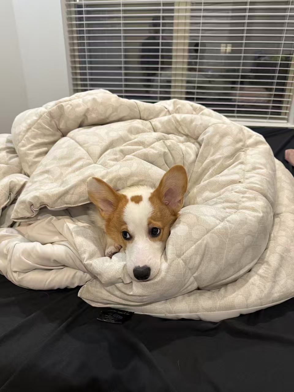 Pawket's corgi resting in a soft comforter