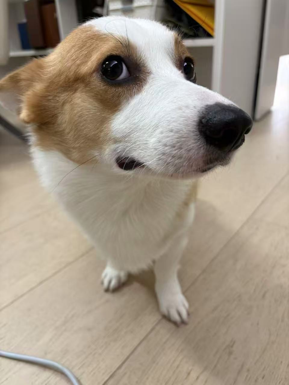 The corgi who inspired Pawket