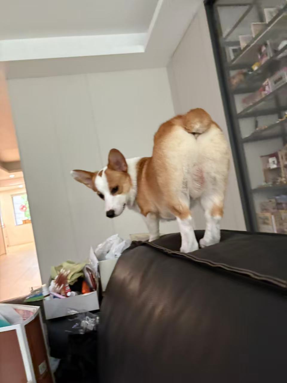 Pawket's corgi exploring at home